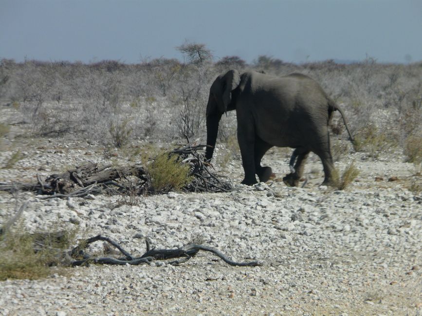 2. Etiqueta: Parque Nacional Etosha