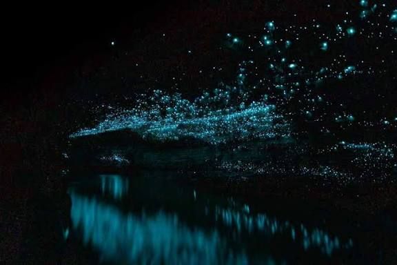 Spellbound-Glowworm 🇳🇿