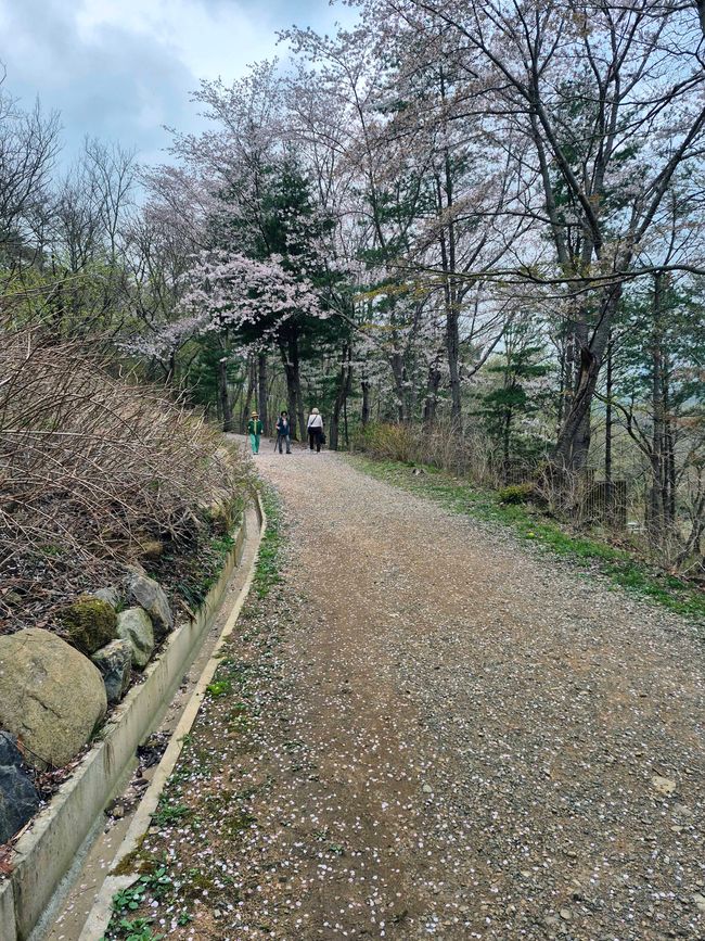 Bosque de Ahopsan