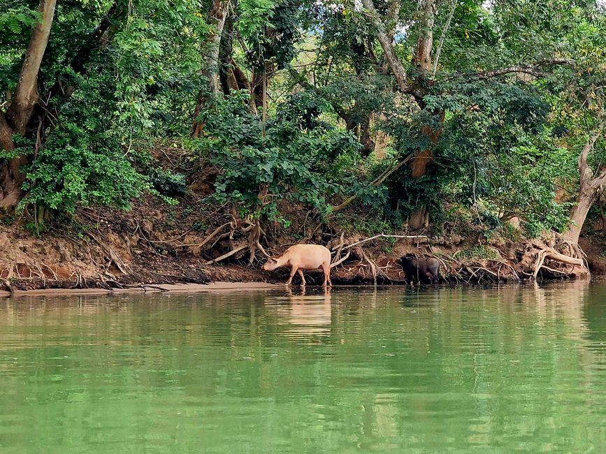 Entlang dem Fluß Nam Ou - nach Muang Ngoi und zurück