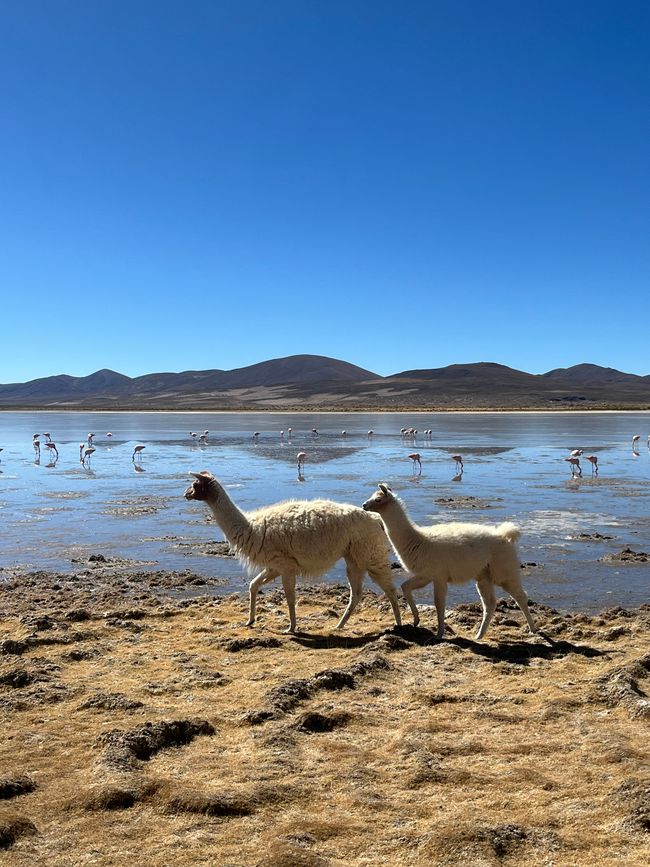 Salar de Uyuni