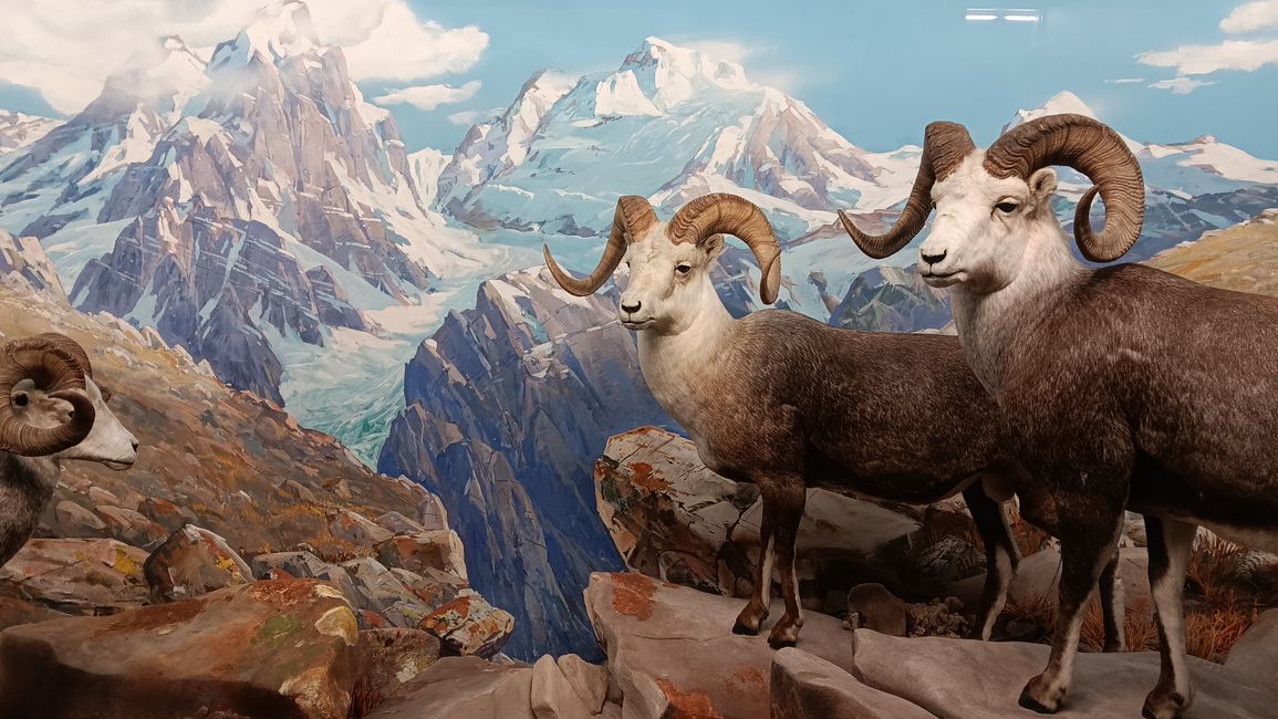 Museum of natural history I