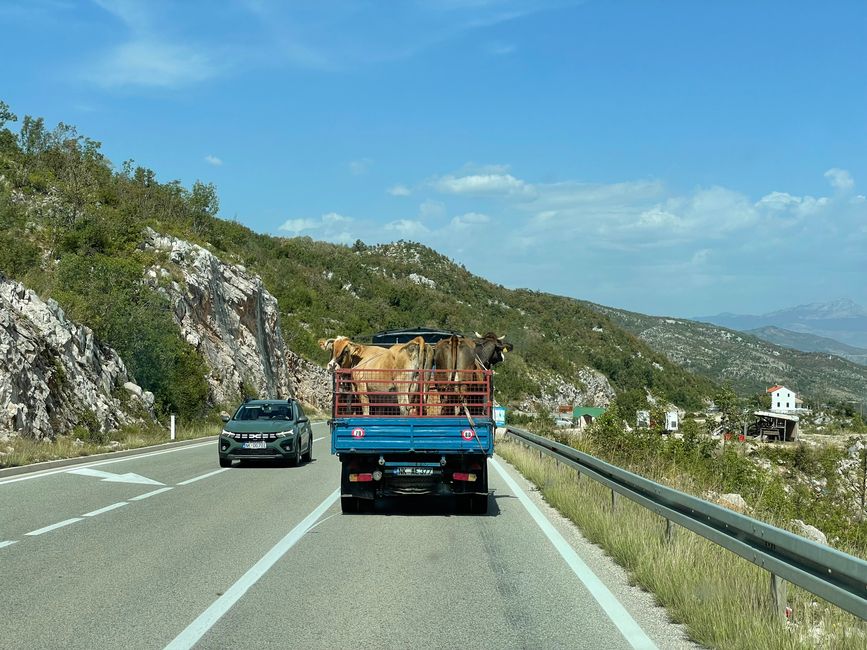 Transporte de ganado en Montenegro 