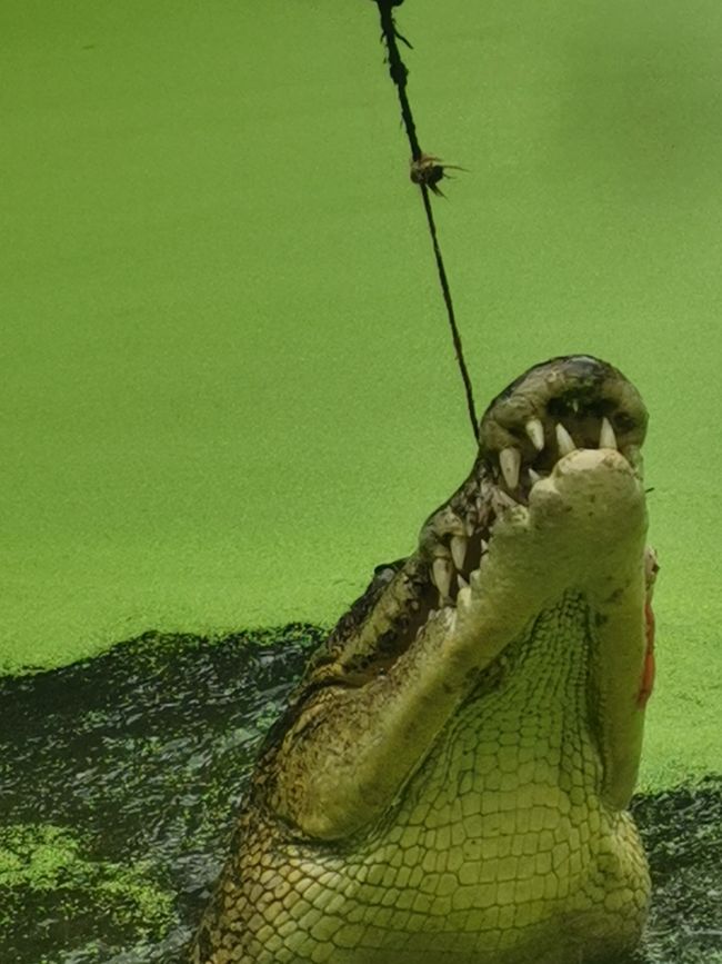 Cairns - Crocodile et Grande Barrière de corail