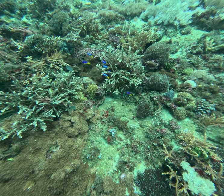 Tag 20: Il mondo sottomarino di Bali