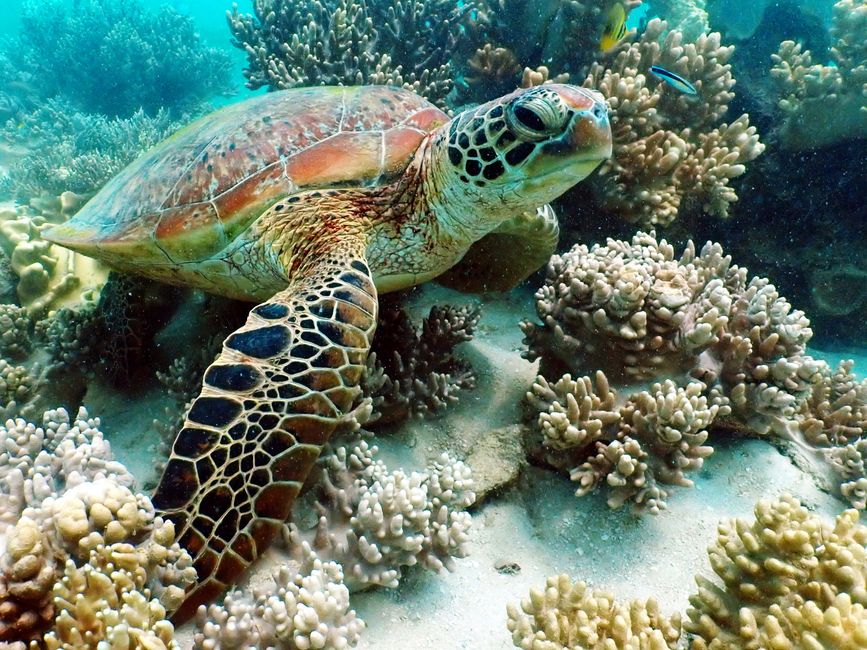 Great Barrier Reef