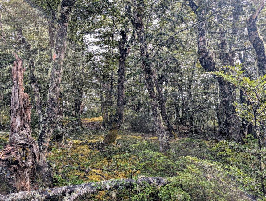 Timetravelling in Arthur's Pass