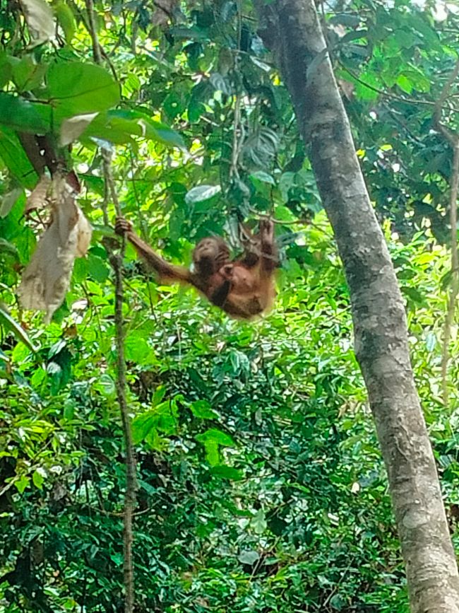 Sepilok - Sanctuaire des Orang-outans et des ours de soleil