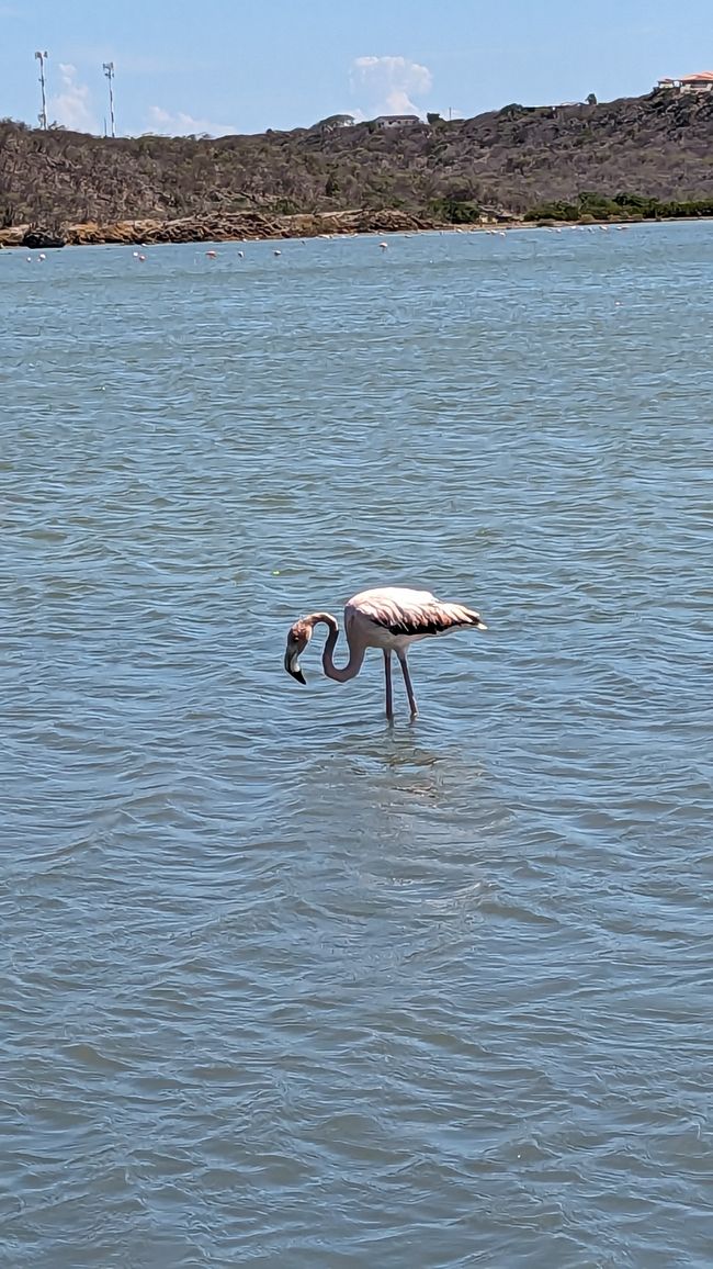 Day 4 - Flamingos & Snorkeling at Kokomo Beach