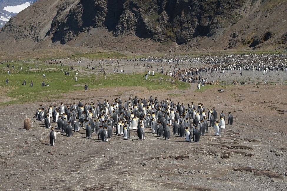 Königspinguine / King penguins