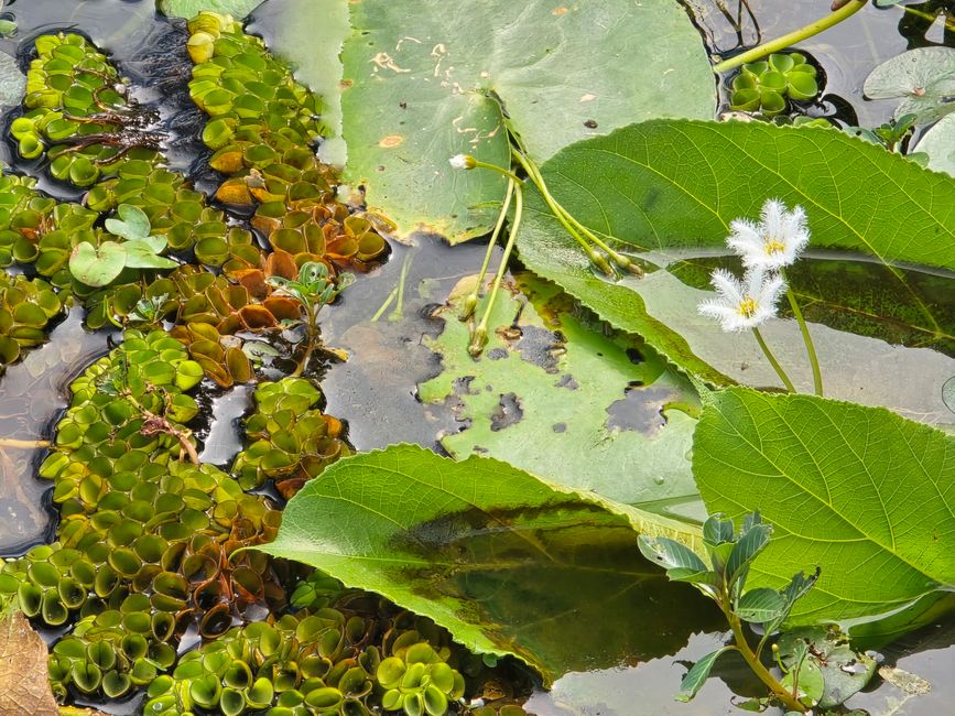 Alles kommt anders... - oder: Die Tempelanlagen von Angkor