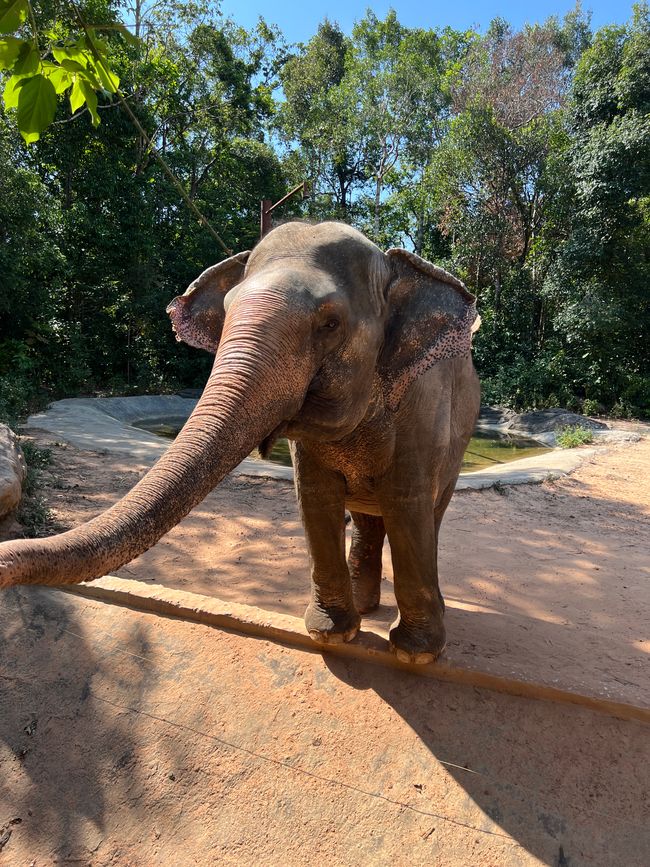 Tag 16 - Phu Quoc: Tierische Higloghts und glitzerndes Einhorn