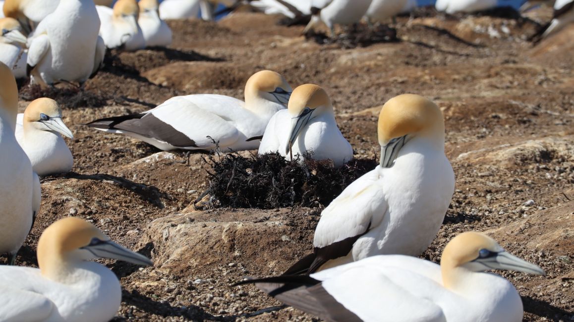 Basstölpelkolonie bei Cape Kidnappers - hier war schon jemand fleißig und hat ein großes Nest aus Seegras und Tang gebaut