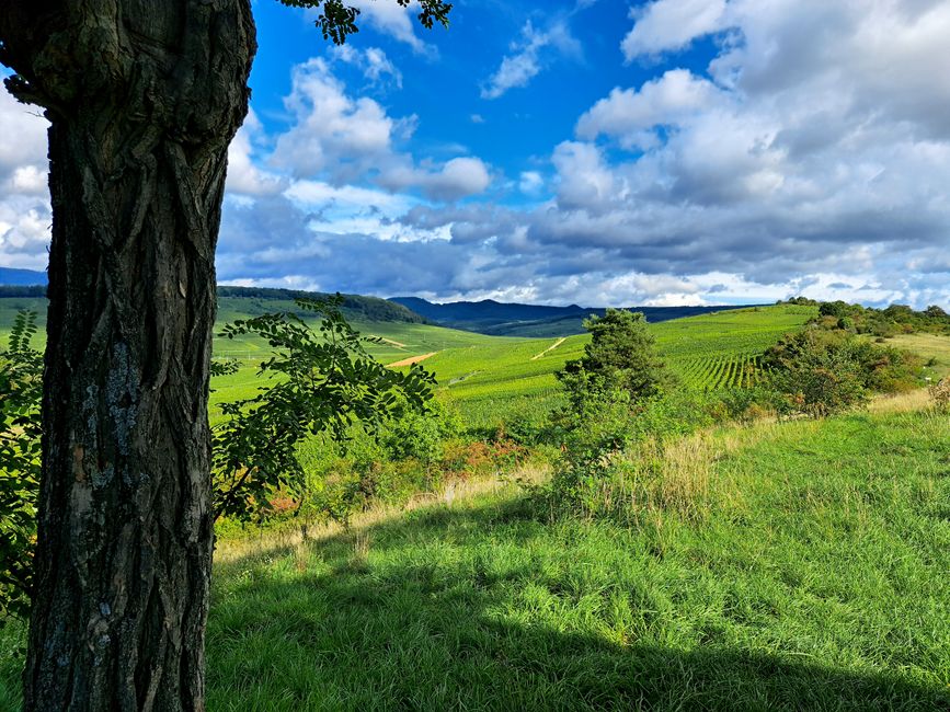 Blick vom Bollenberg