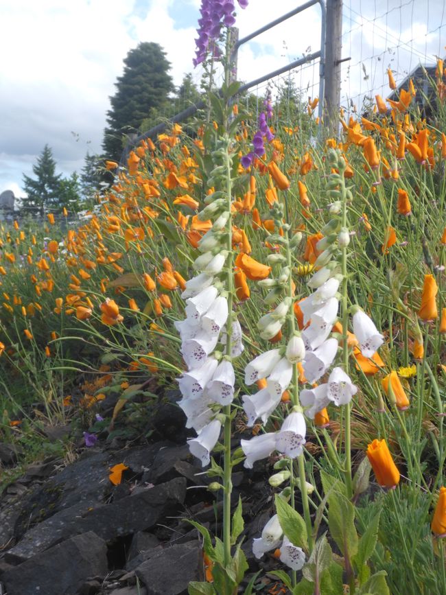 2025-05-29 Vancouver Island Cycling Tour