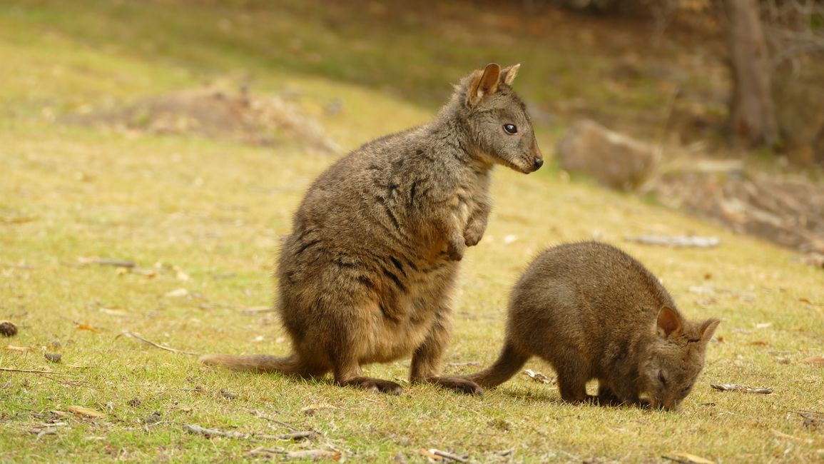 - Singapur & Tasmania 2019 -