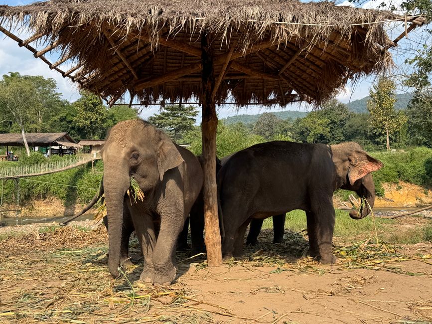  Besuch bei geretteten Elefanten
