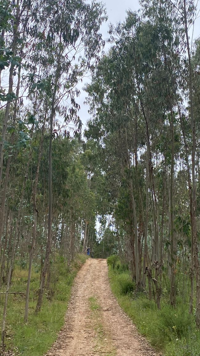 Eucalyptus Wälder
