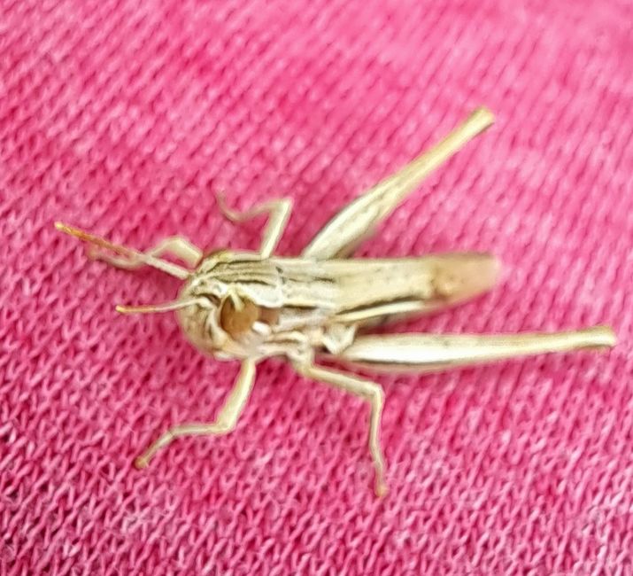 White-bordered grasshopper