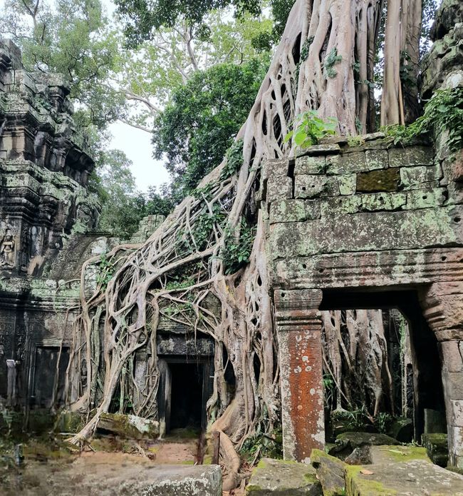 Baphuon und Ta Phrom - Himmelsleiter und himmlischer Ort