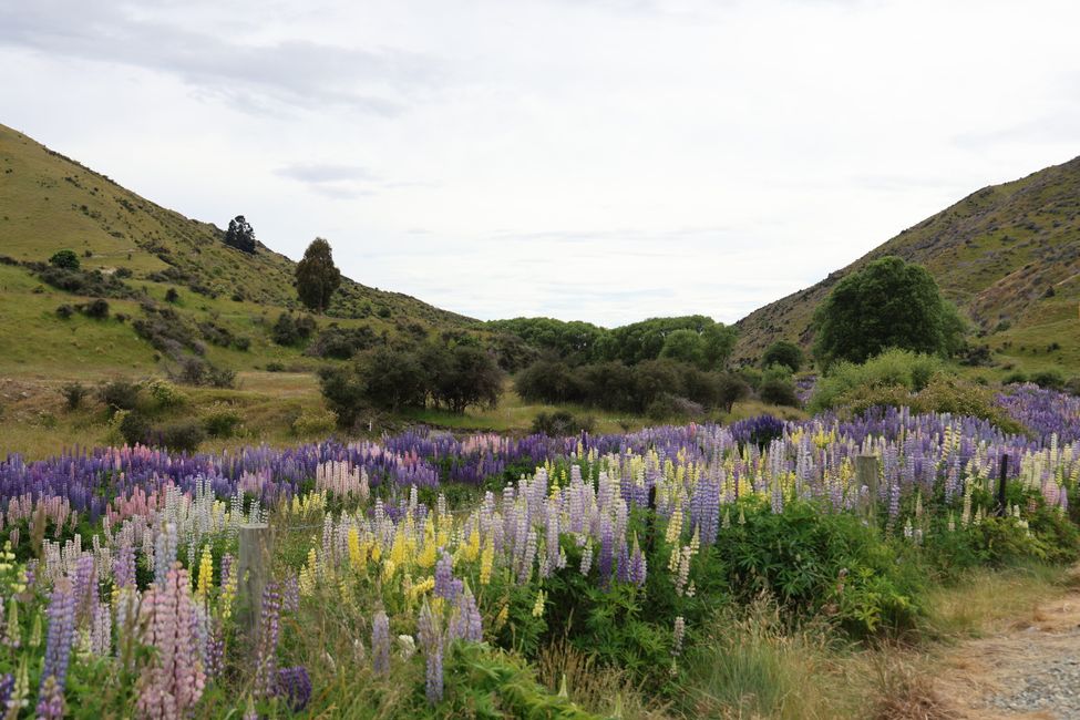 Über Wanaka zurück nach CHC