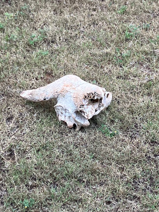 Old buffalo skull out on the range 