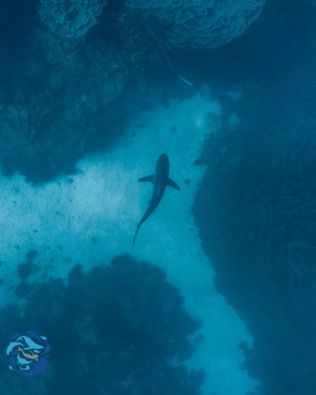 Snorkeling