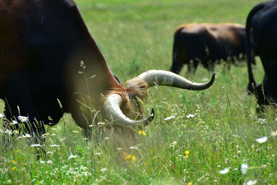 * * * S E C H T A S A F A R I - der Auerochsenweg
bei Bopfingen * * *