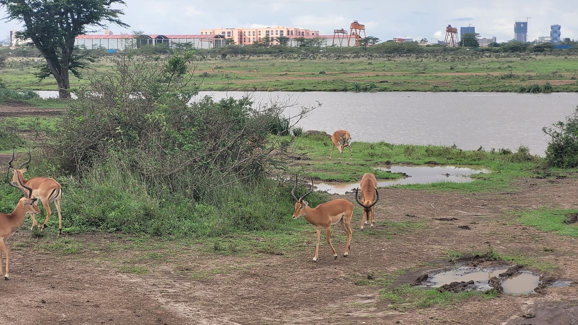 Impalas vor der Skyline Nairobis