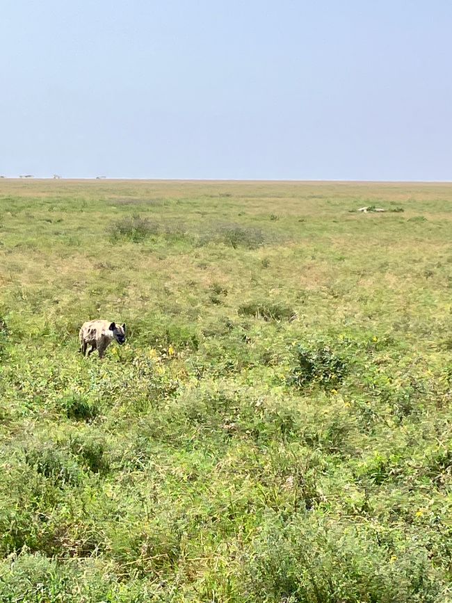 En la Serengeti - Día 2
