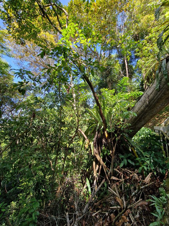 Zwischen Himmel und Erde - Georgetown/Penang