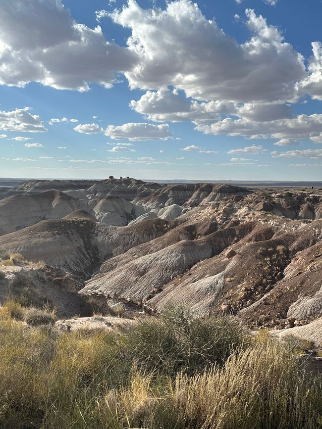 Arizona/ New Mexico/ Petrified Forest/White Sands