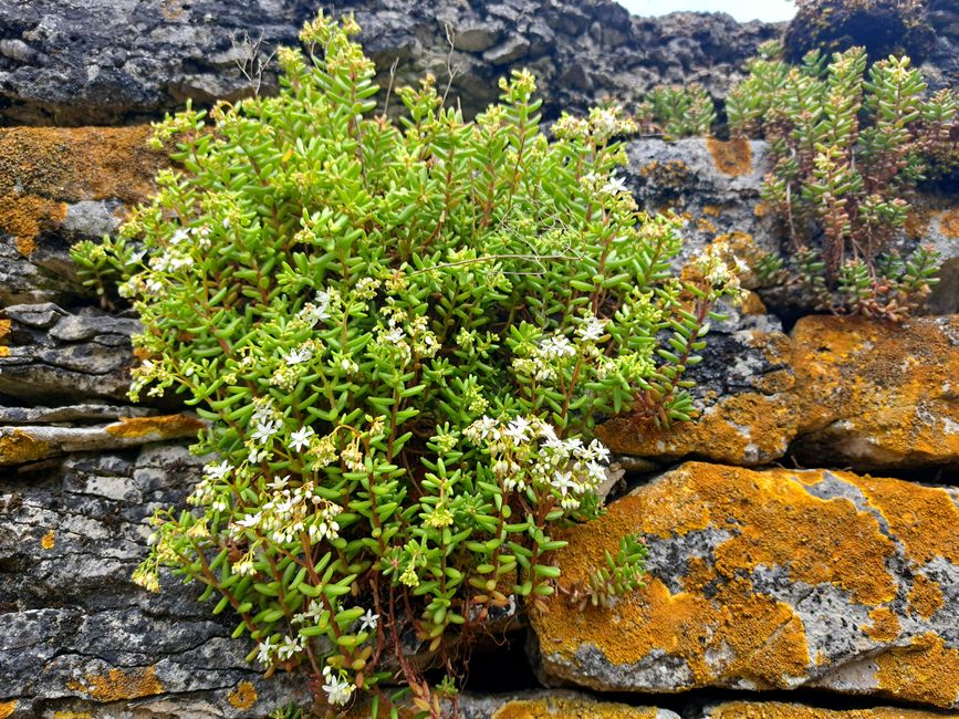 Sedum bianco