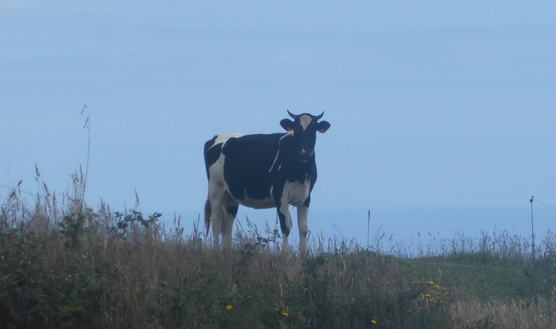 2025-07-12 Azoren, Ponta Delgada
