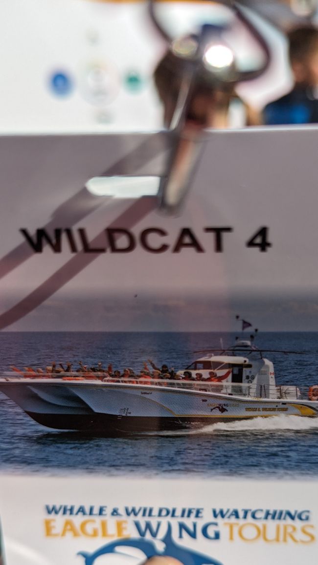 Observación de ballenas Eagle Wing