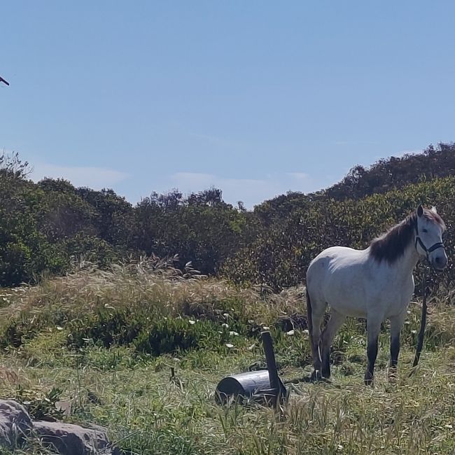Zambujeira do Mar -> Almograve