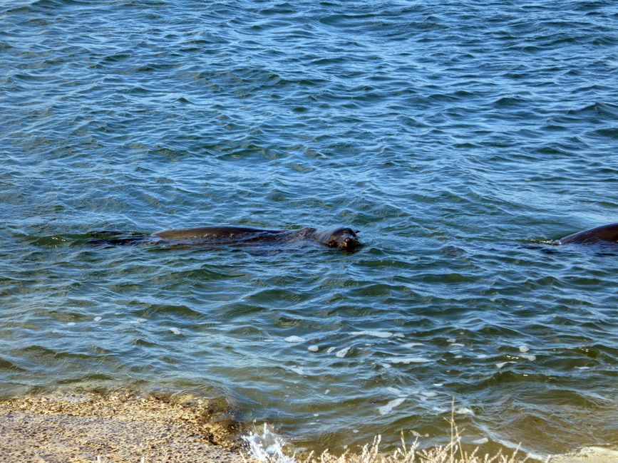 Kingscote, Kangaroo Island