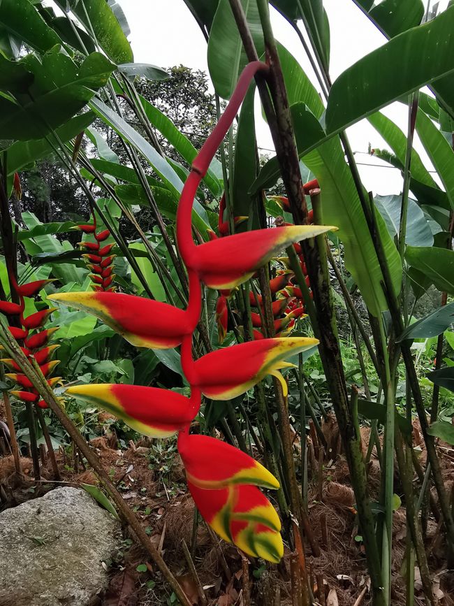 ... 到处都是色彩缤纷的植物 ...