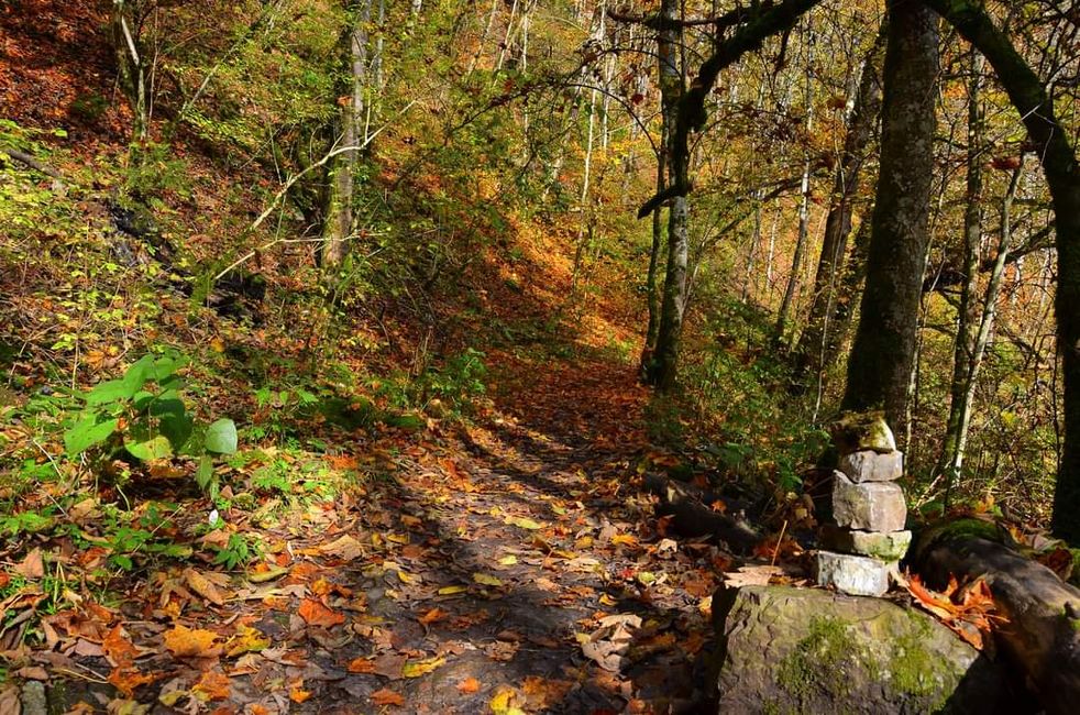 Autumn hiking in the Wutach Gorge: Red, yellow, orange... and you're right in the middle!