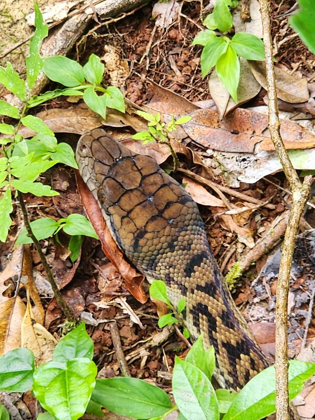 Tag 28, 22. Mai, Daintree, der älteste Regenwald der Welt