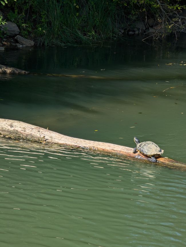 Schildkröten Buddy 