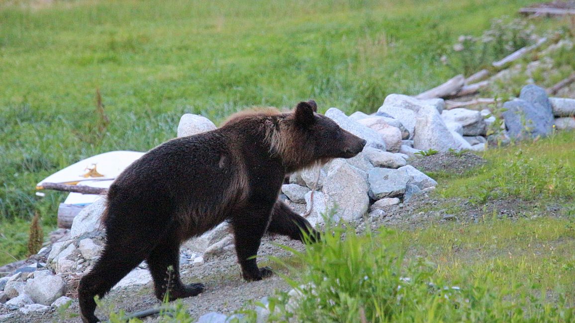 Etiqueta 26: Río Chilkoot - gran cine de osos & sesión de fotos con 'Lulu'