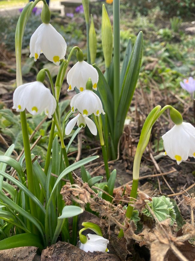 - in verschiedenen Formen
