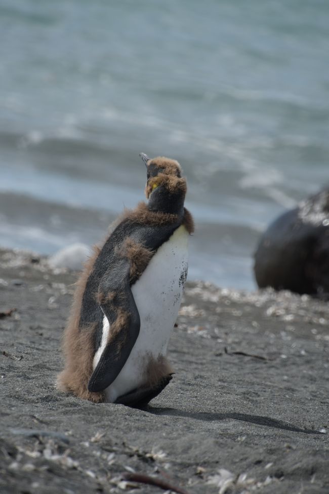 Königspinguine / King penguins