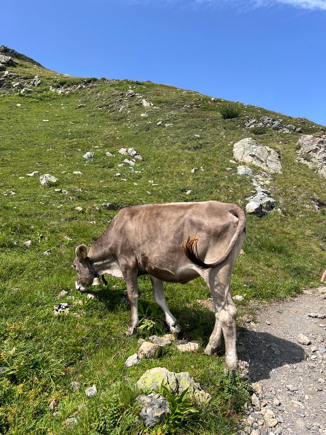 Cow cow