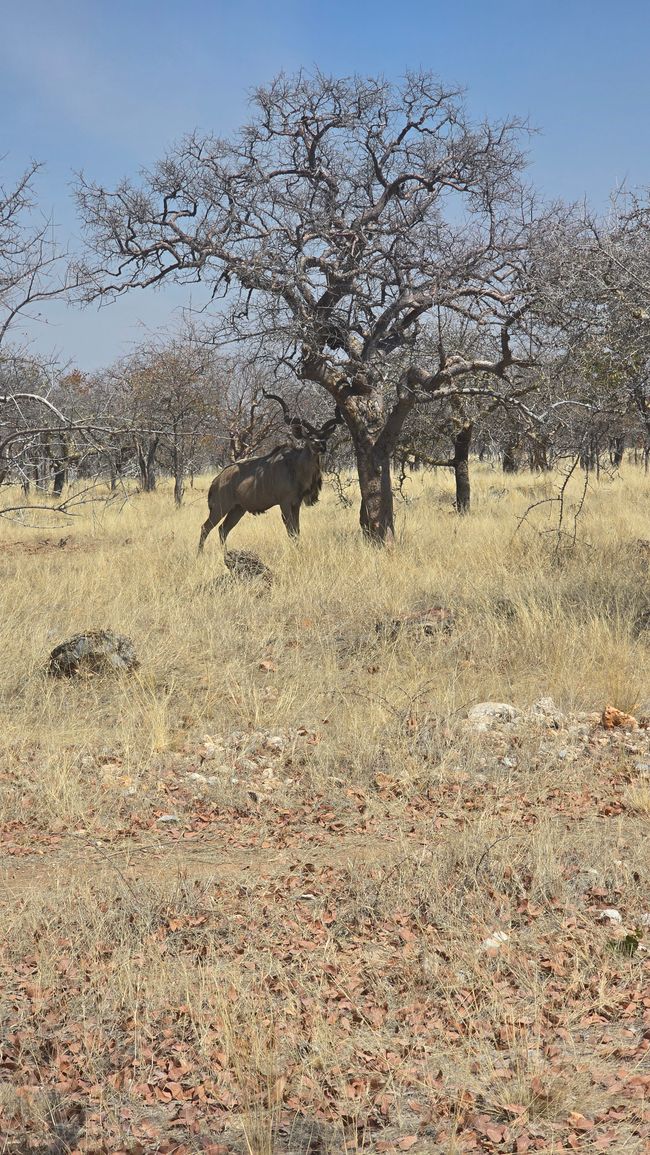Kudu Bub