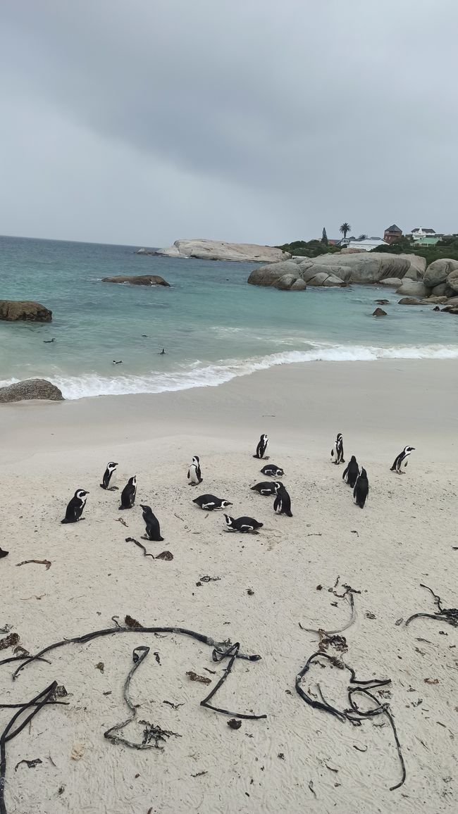Südafrika Tag 5 - Pinguine!