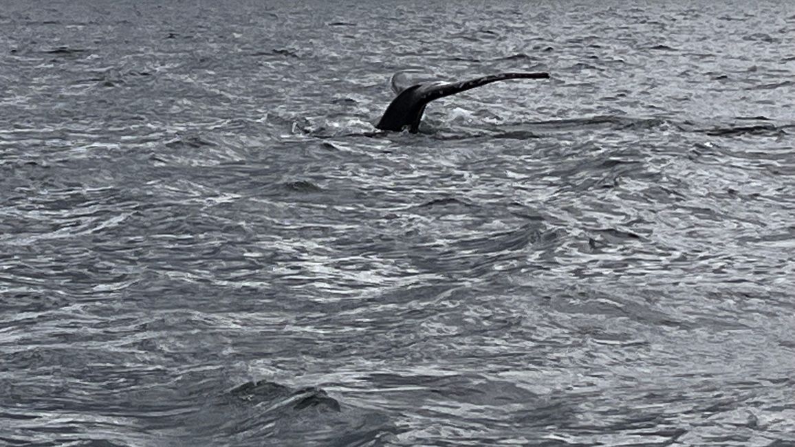 Whale Watching