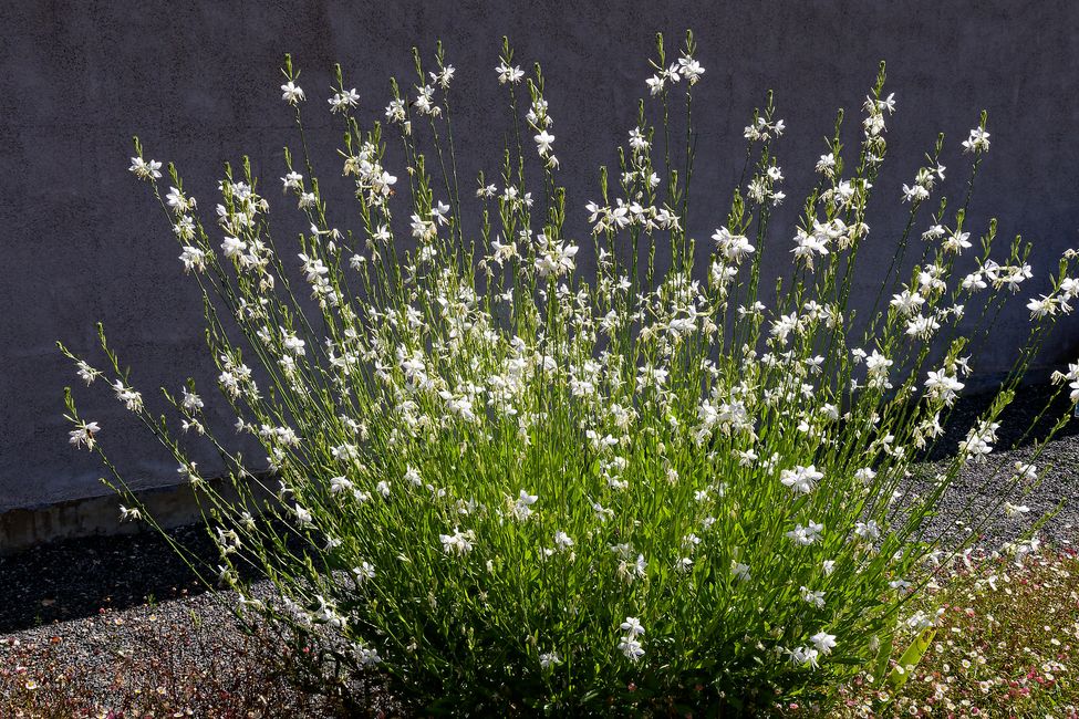 Parc Floral de La Source