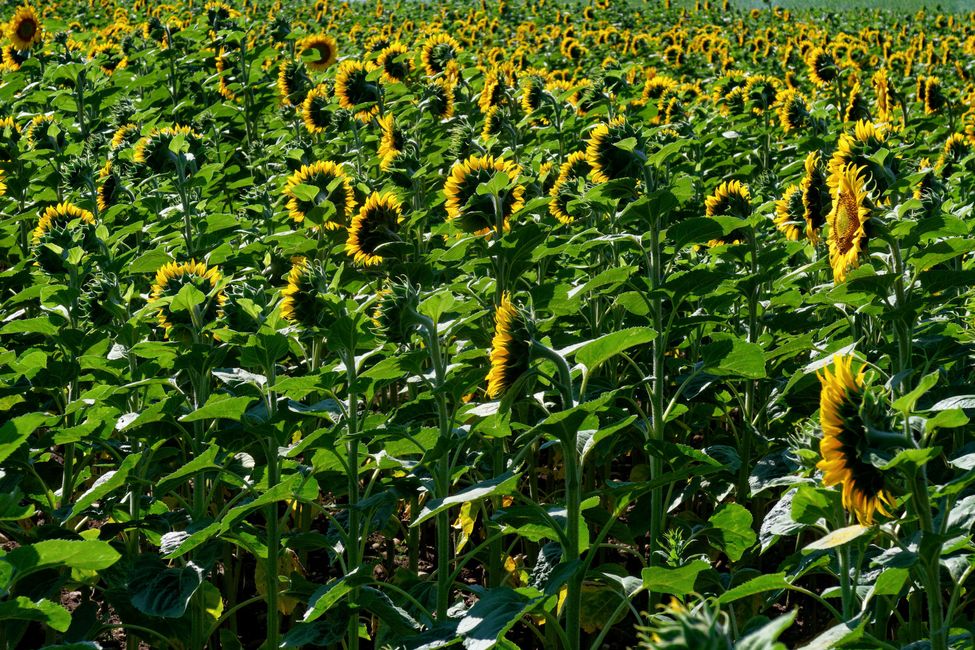 Girasoli a perdita d'occhio